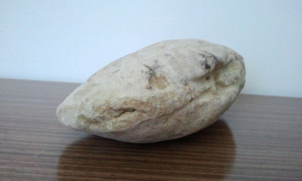 Panopea Glycymeris ????